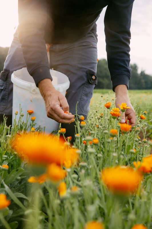 Calendula-Blüten auf einer Wiese – Naturheilkunde und Transformationstherapie nach Robert Betz bei Ulrike van Veen in Hannover